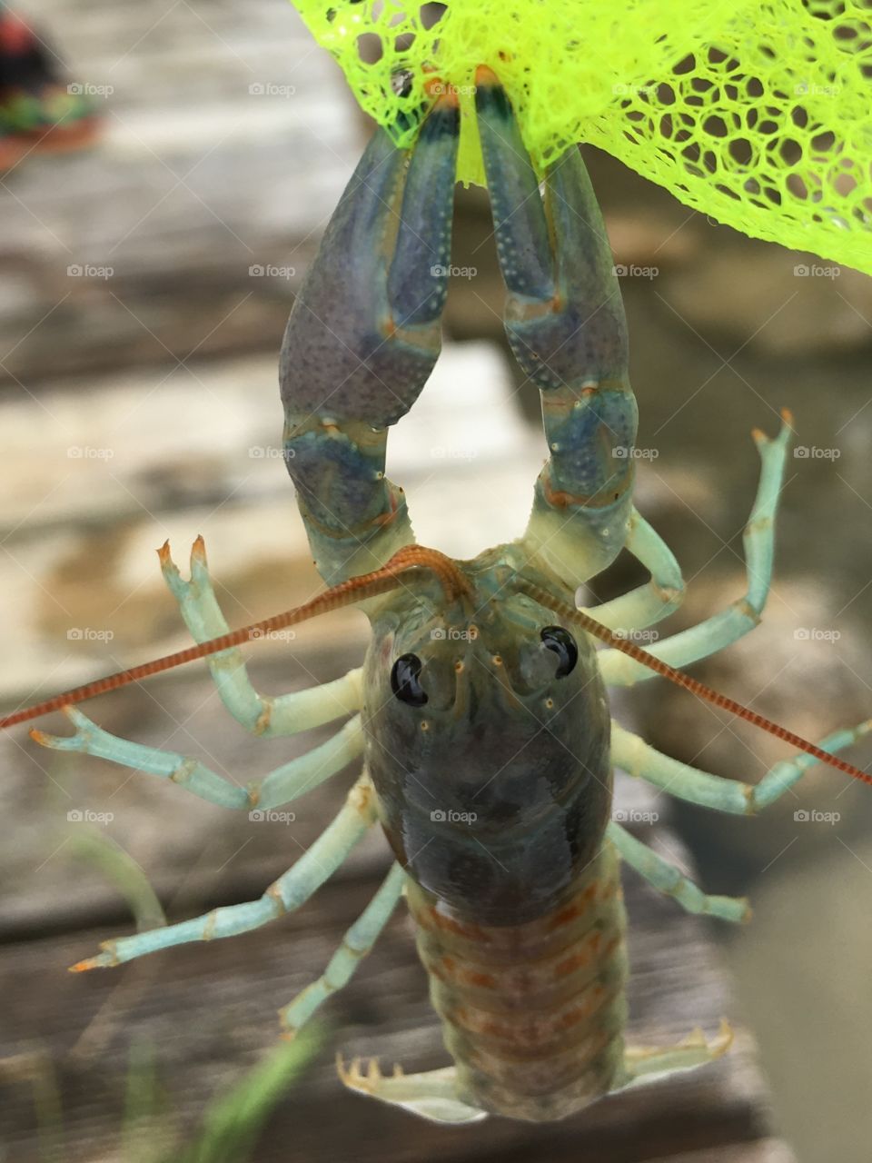 Clingy Crayfish  