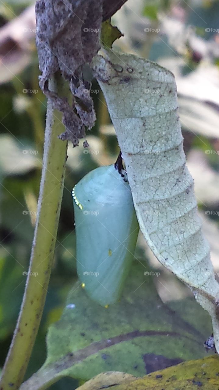Chrysalis in the spring