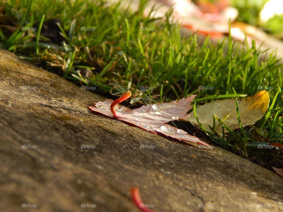fallen fall leaf in grass autumn or fall
