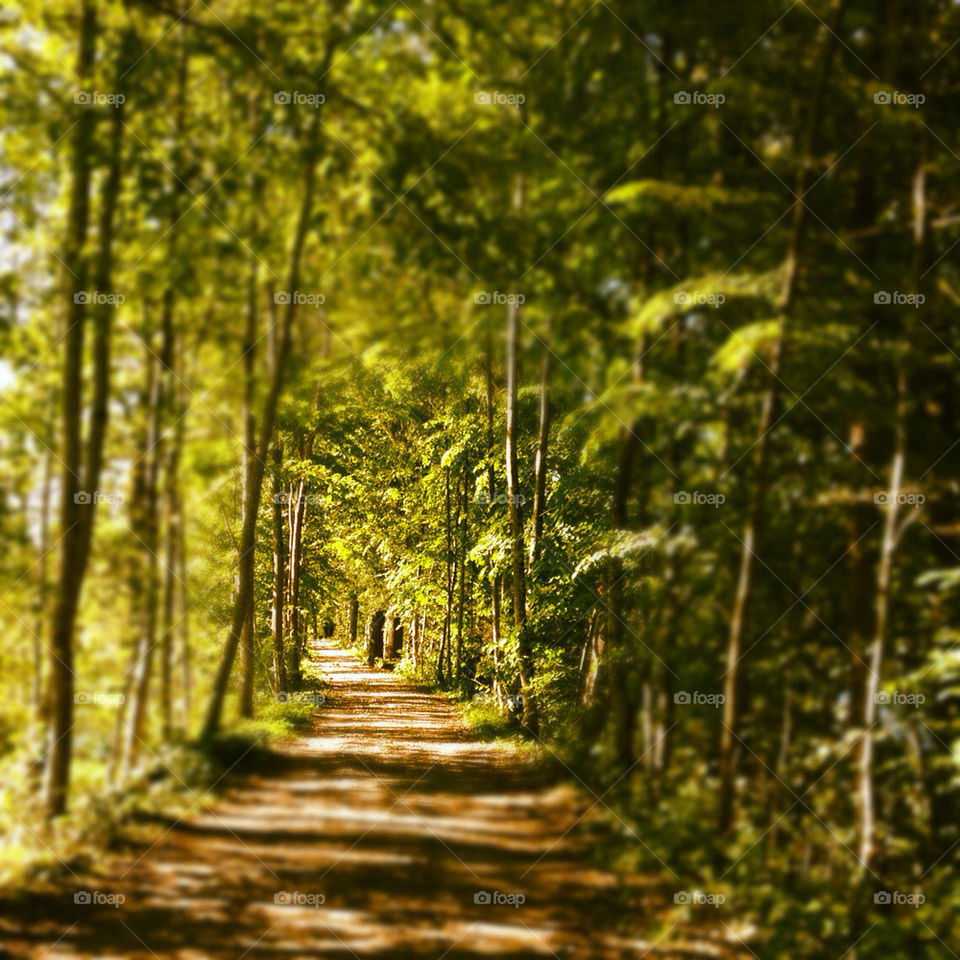 light the of summer by muffty12