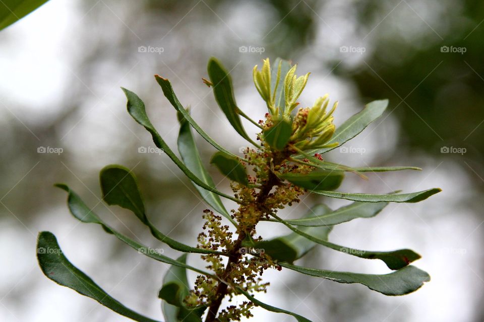 planys growing and blooming during end of winter