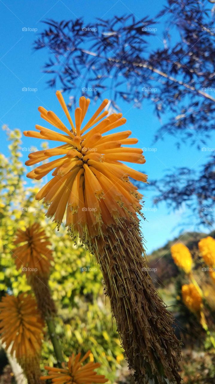 kniphofia uvaria flowers