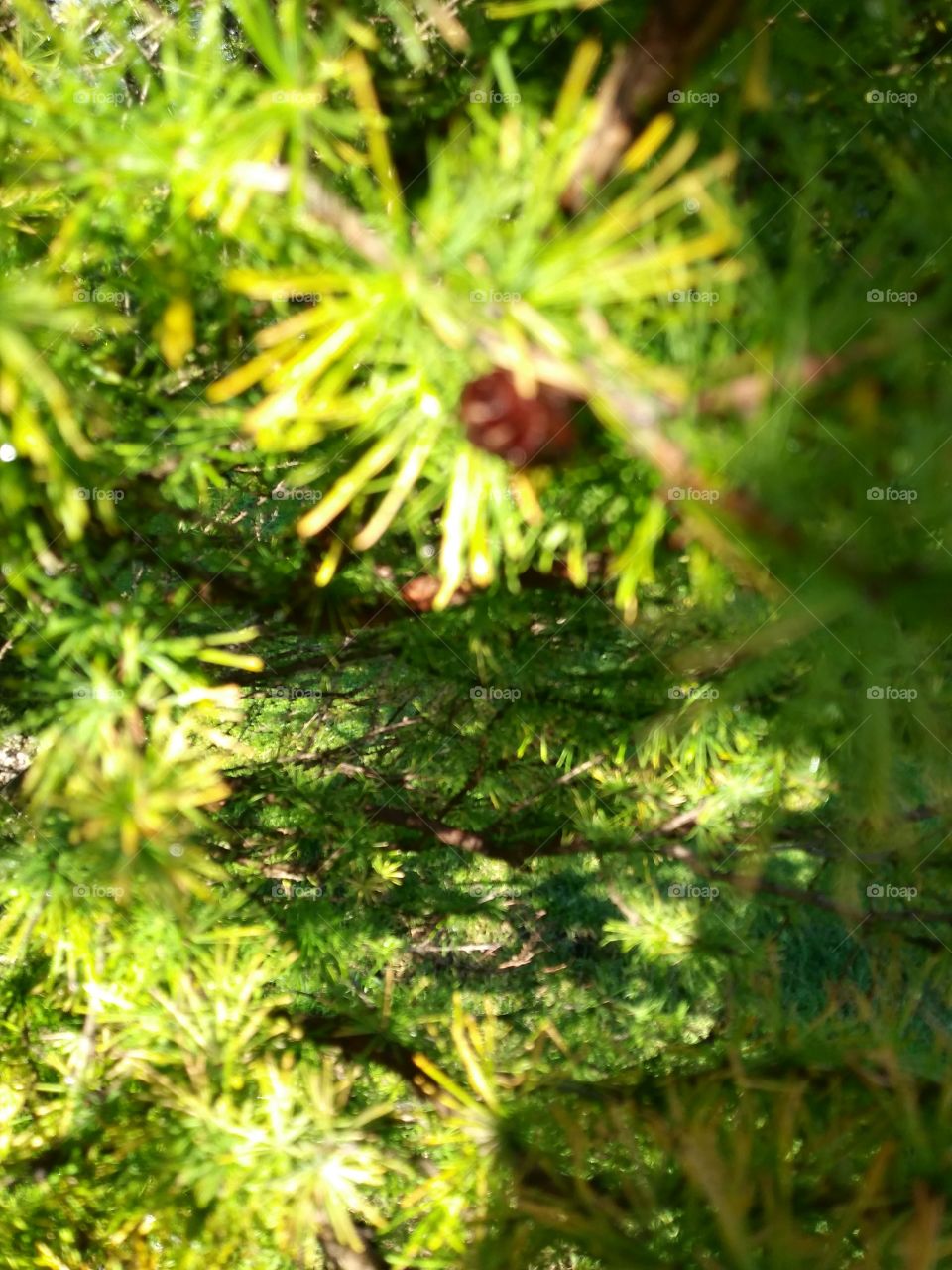 tiny pine cone of a tamerac tree