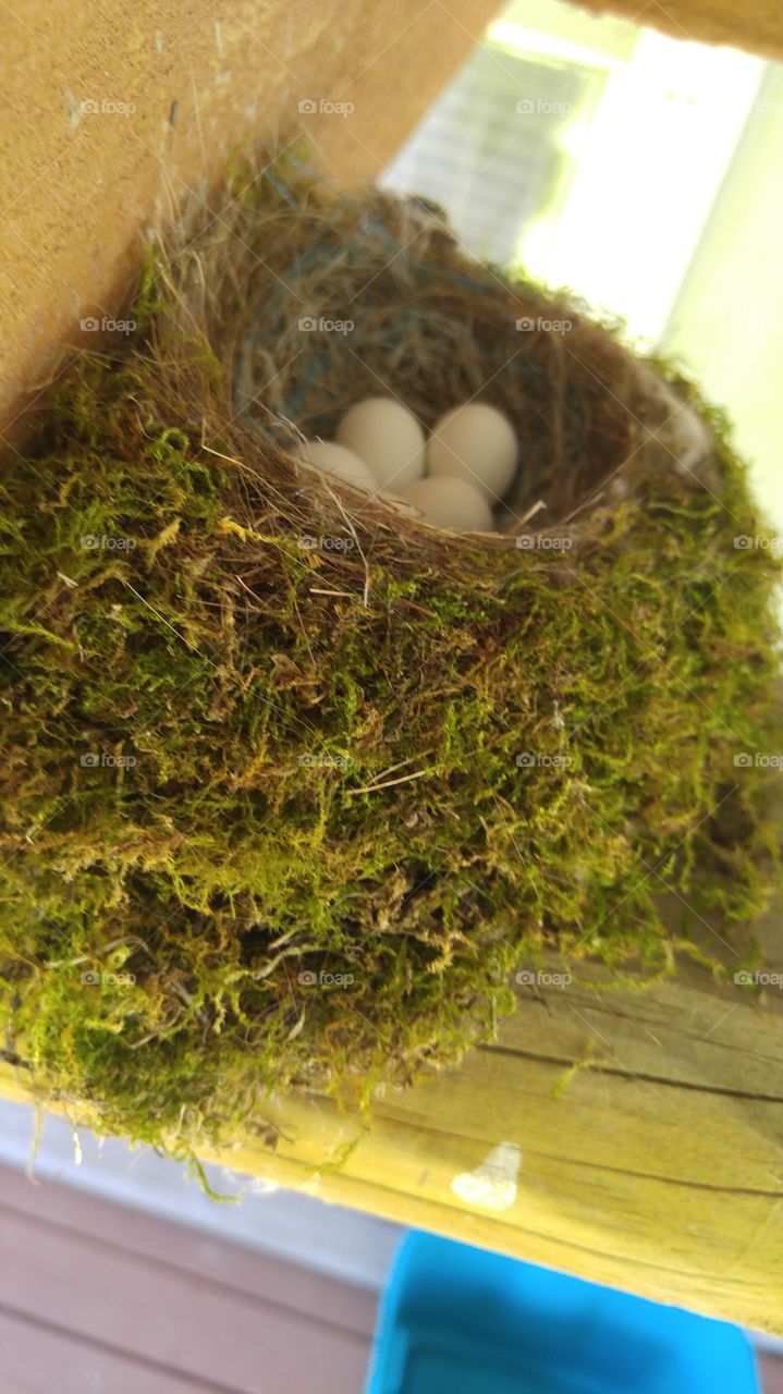Mossy Nest