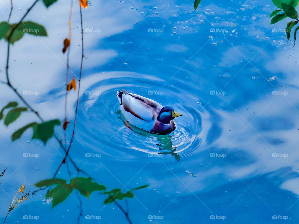 Cute duck swimming in blue water