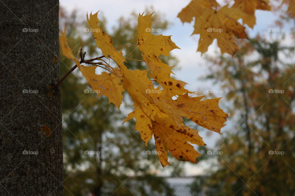 осень.листья.природа.флора.