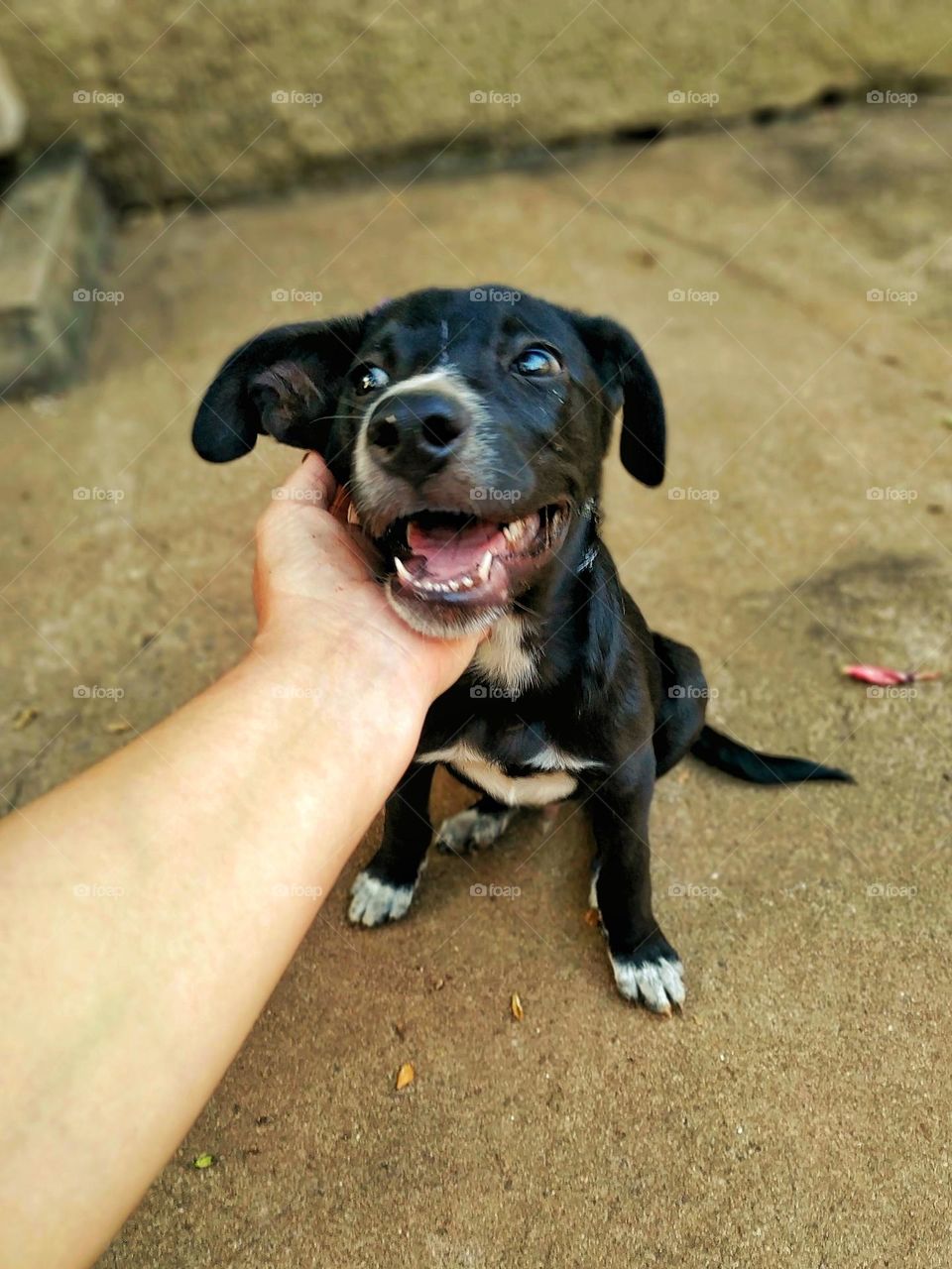 A cute little dog with black and white fur and a shiny muzzle smiling for the picture!