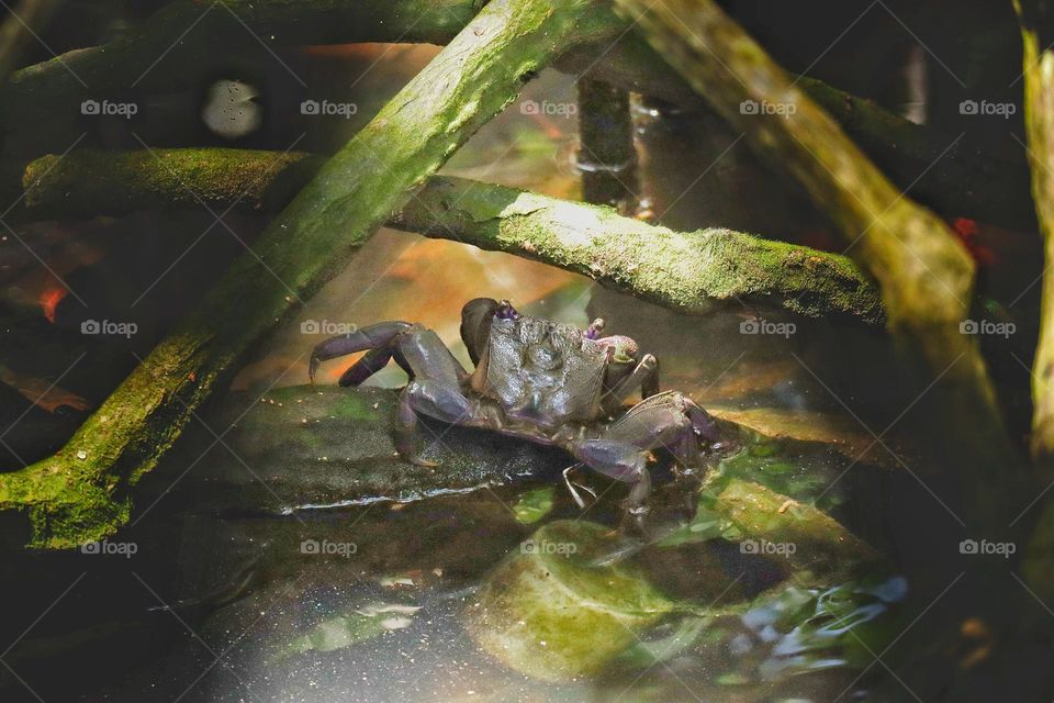 swamp crabs hide behind mangrove roots