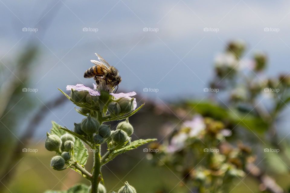 A bee on a blackberry flower