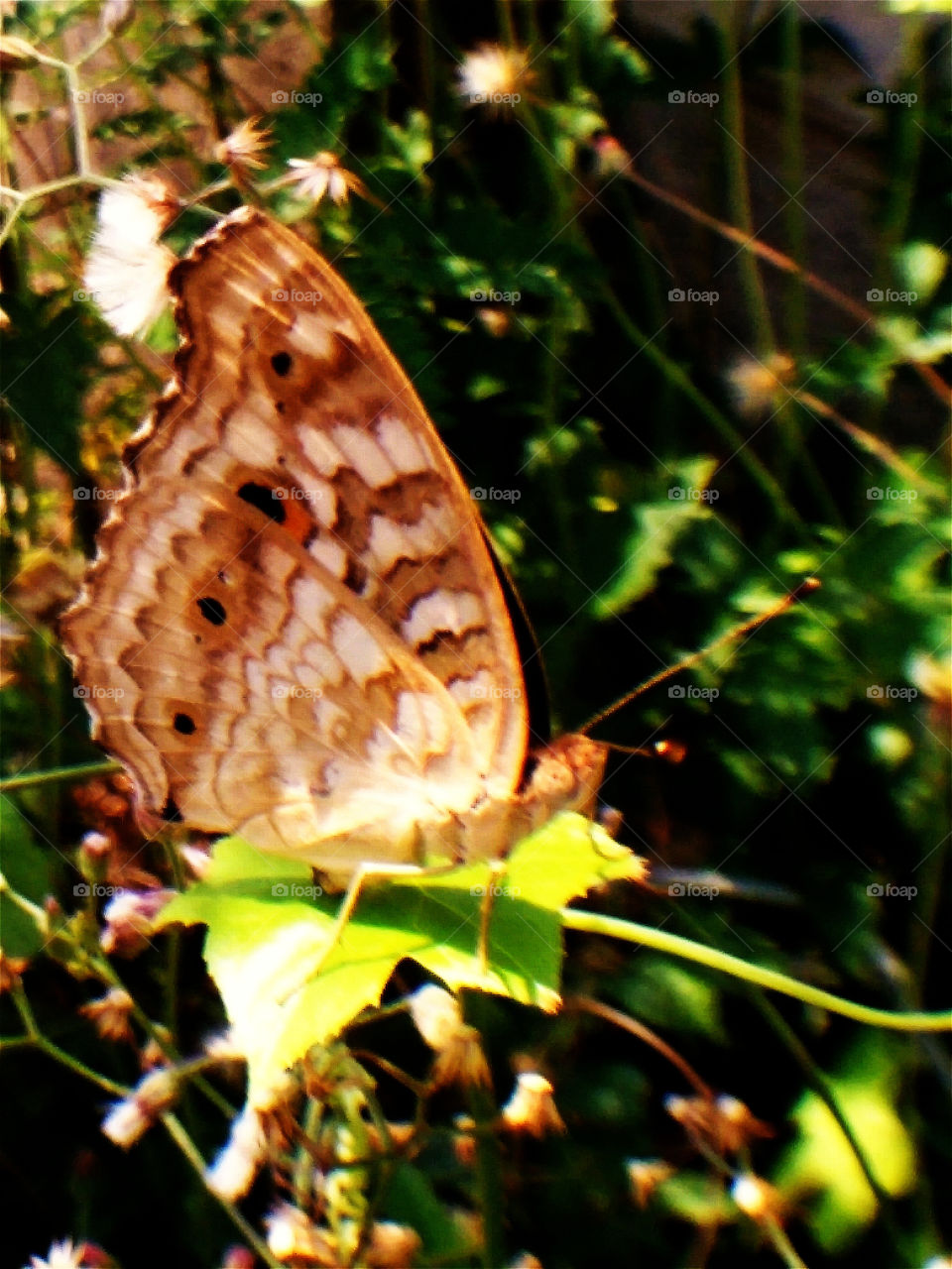The Butterfly. The butterfly on the leave