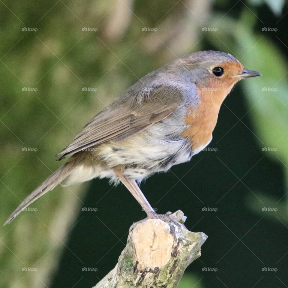 Robin
