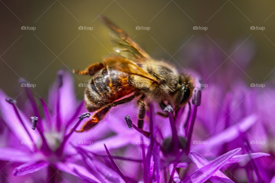 A bee