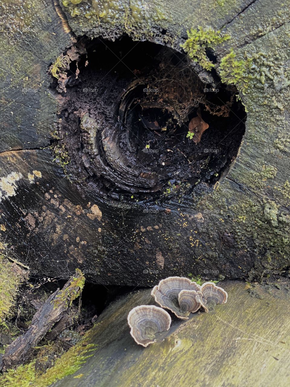 Pilze Baum 