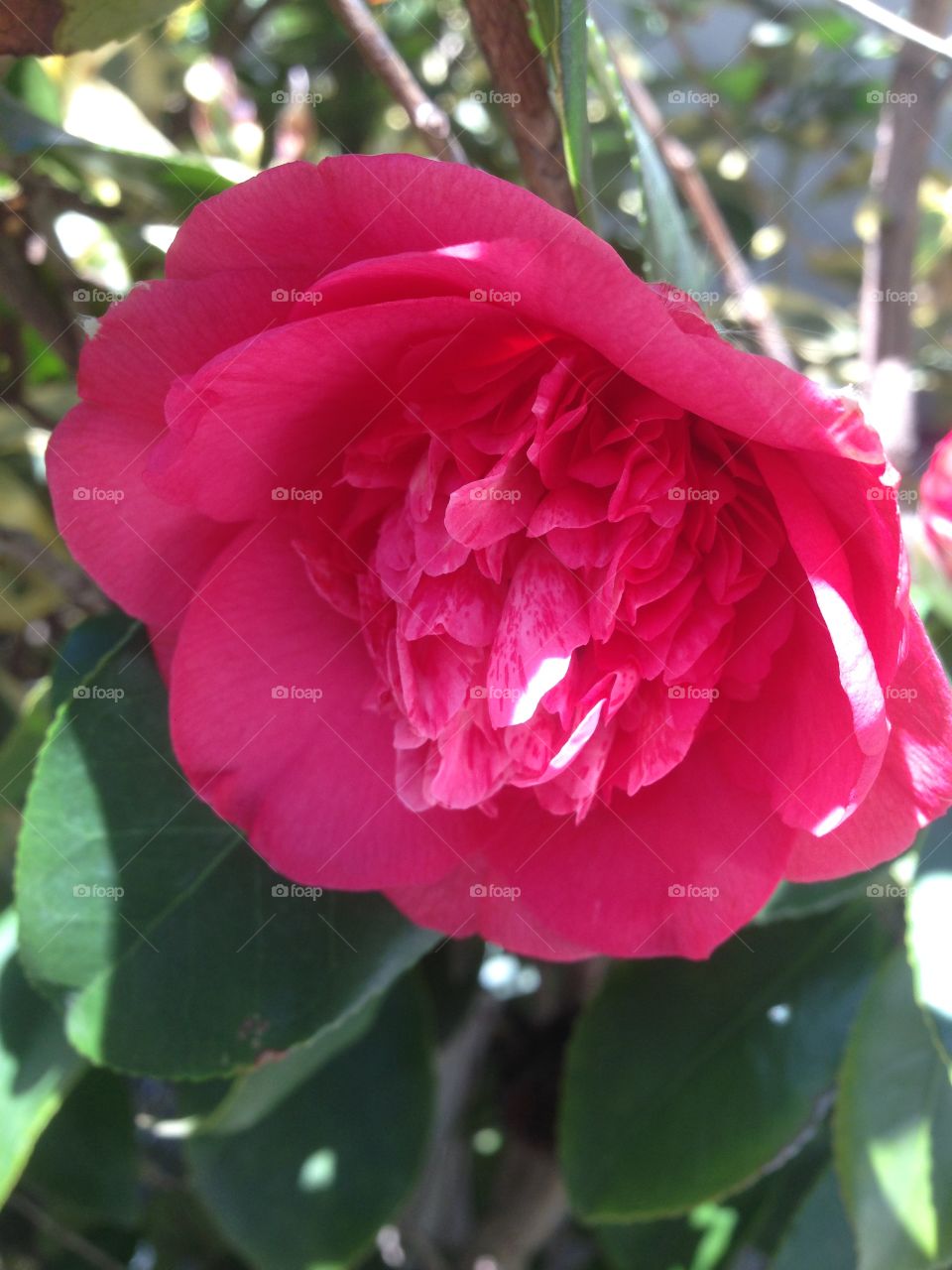 Pink flower blooming in the sun light. 