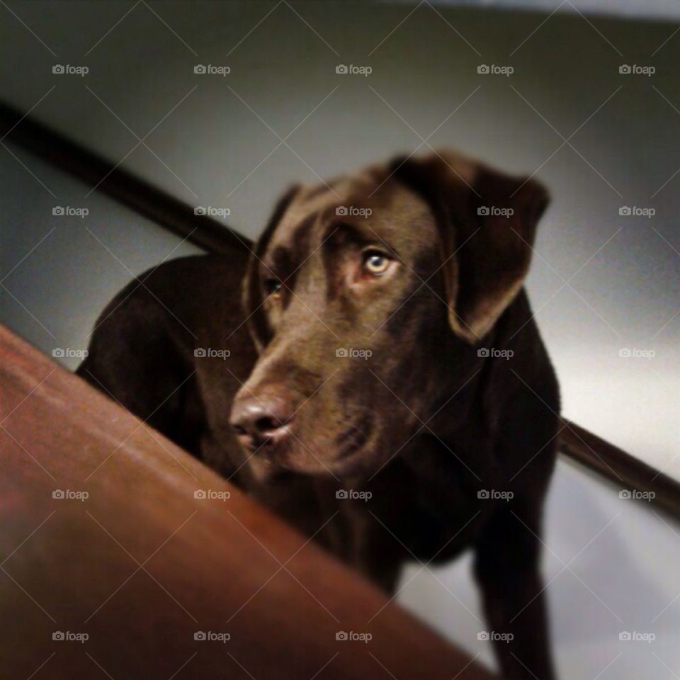 Close-up of brown labrador