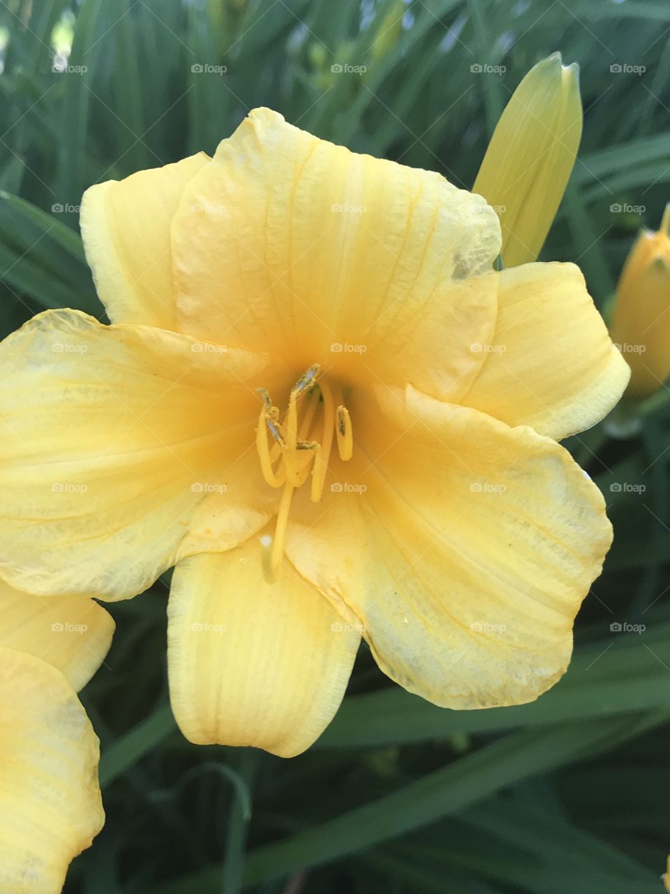 Pretty yellow Lilly 