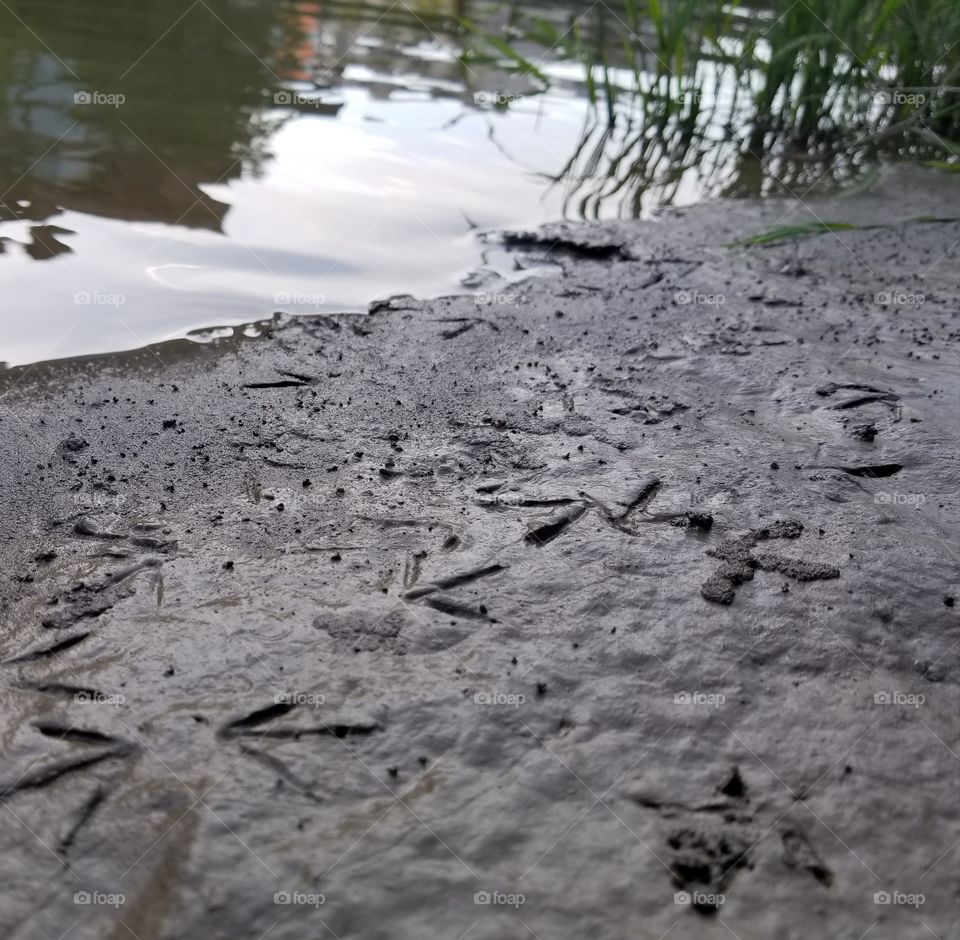 tracks In  the mud