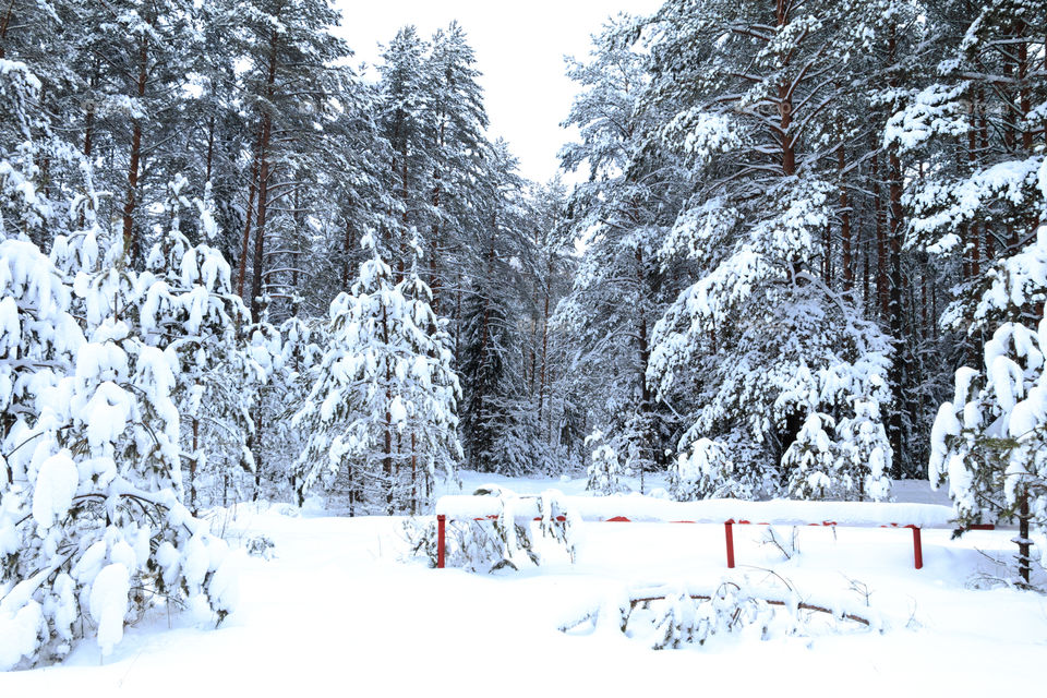 winter forest