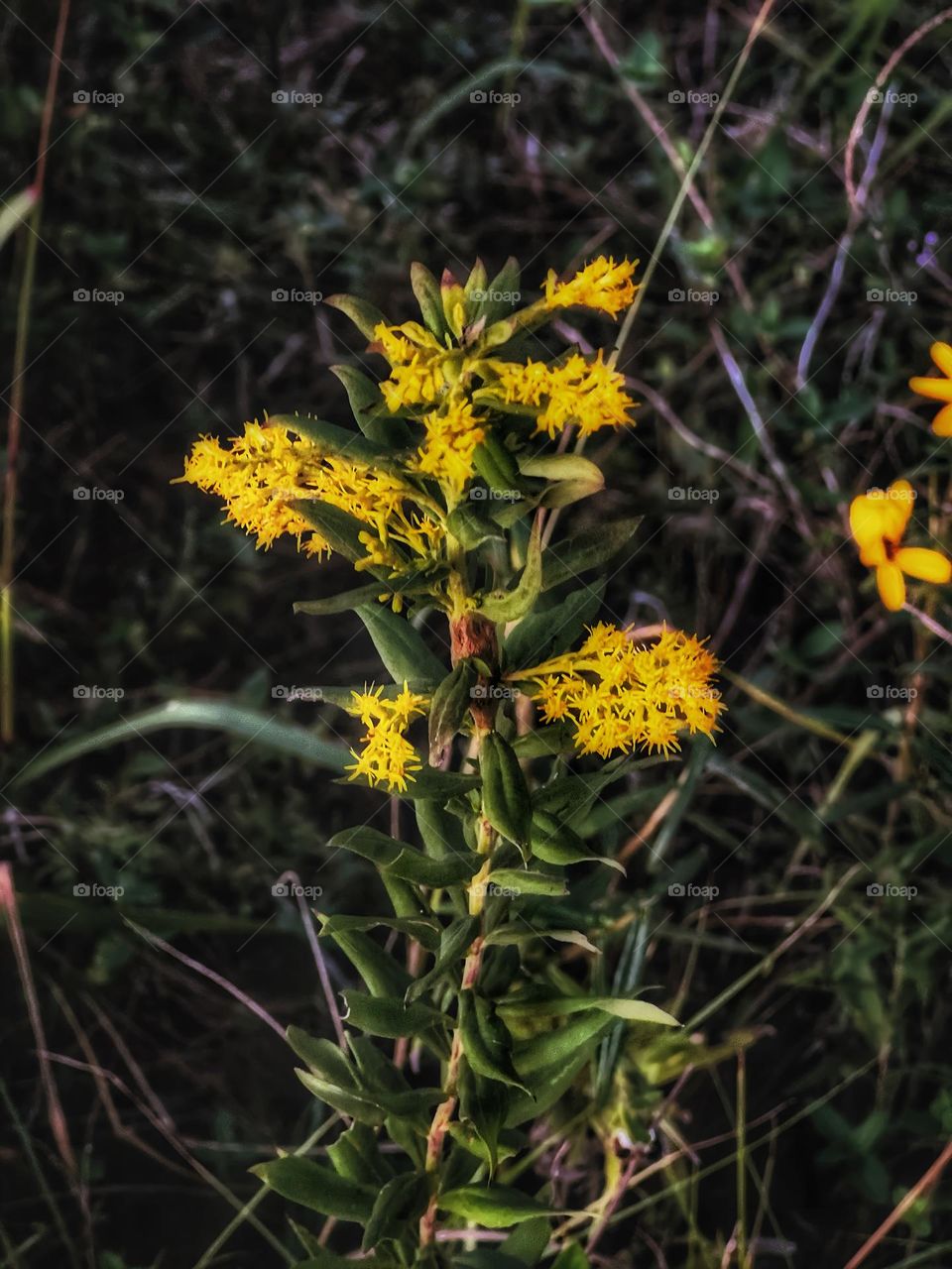 Goldenrod blooming on the banks of Loakfoma Lake adding to the feeling of Fall.