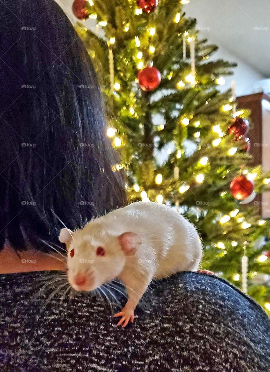 Christmas rat