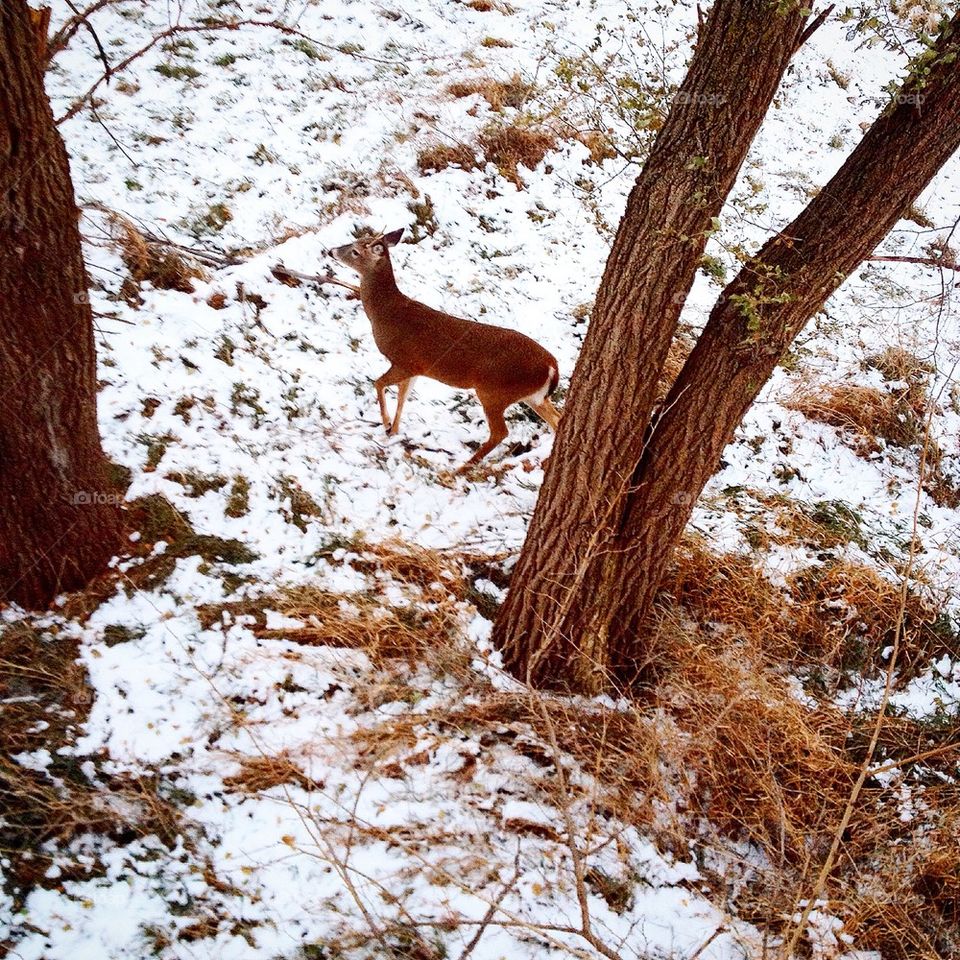 High angle view of deer in snow