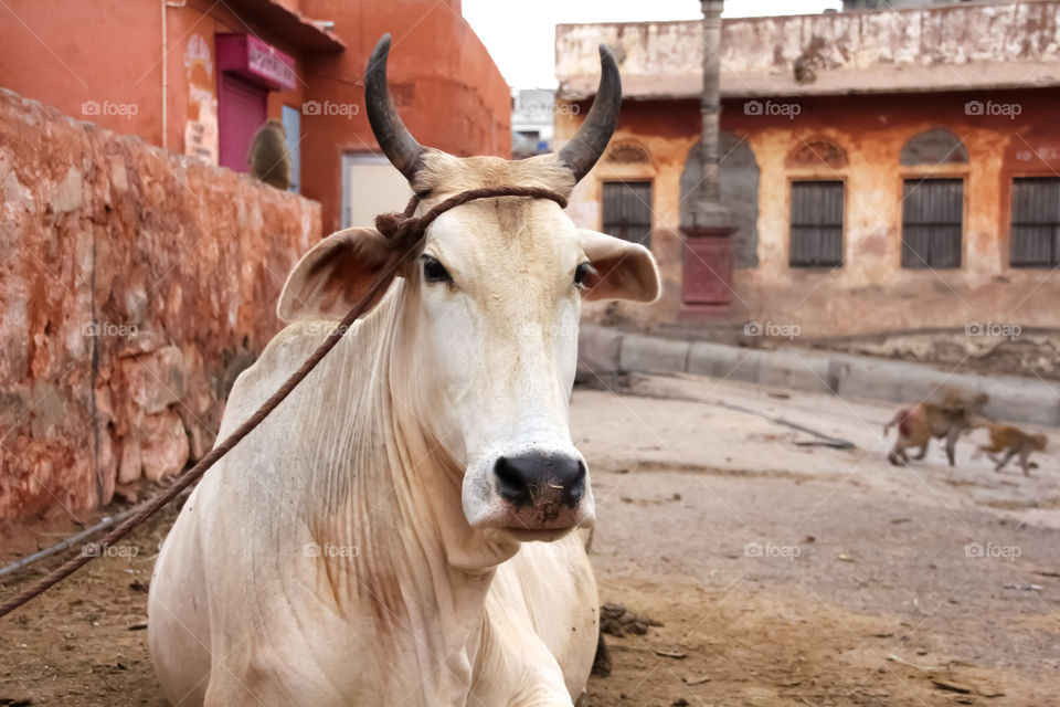 Cow On The Street