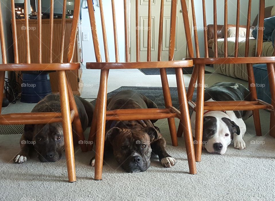 carpet cleaning with pitbulls