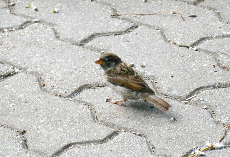 Bird, Nature, Wildlife, Animal, No Person