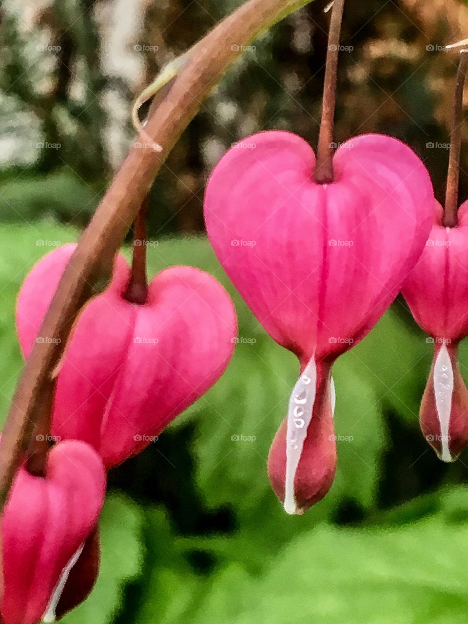 Bleeding Heart 