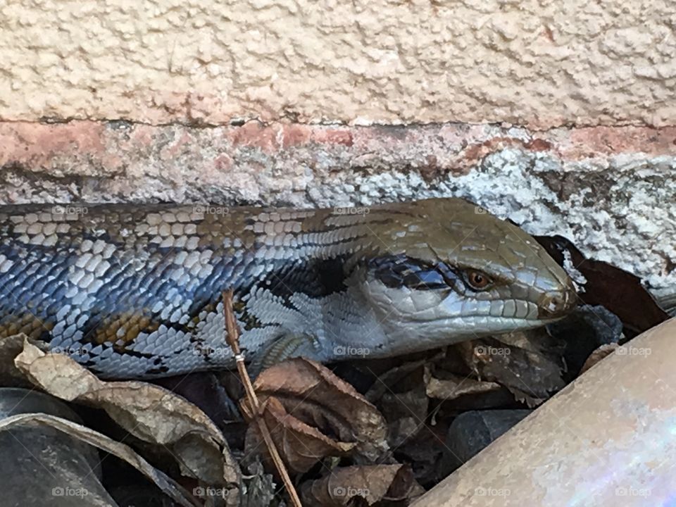 Shades of beautifully patterned grey on skin if blue tongues lizard closeup 