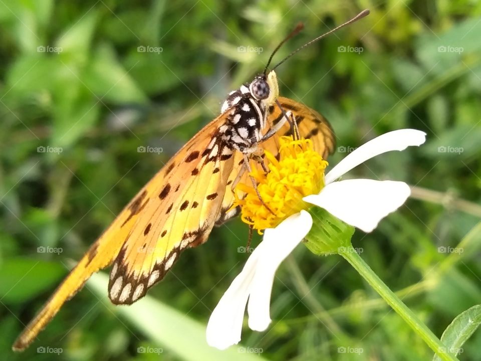 Butterfly on the flower .