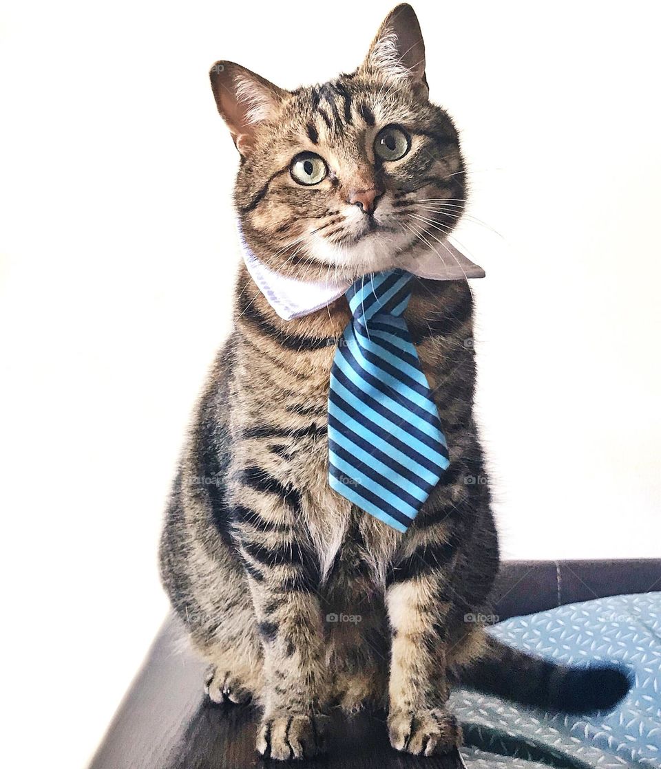Cat with blue tie