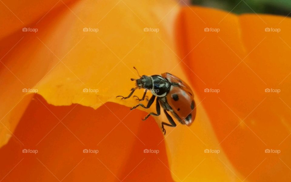Ladybird on an orange petal