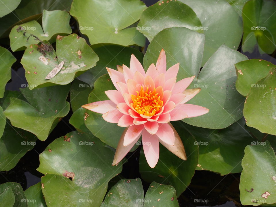 Lotus flower with leafs in pond