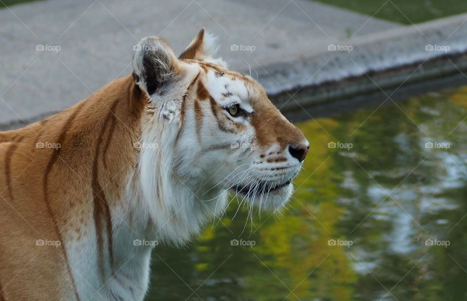Tigre
Tiger