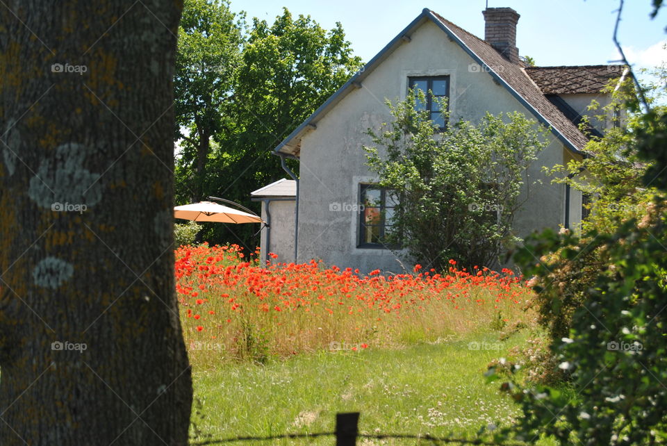 Poppies . A house with poppies in the garden 
