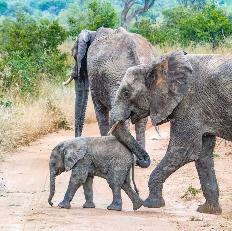A baby elephant is nudged by its mother to cross the road as a vehicle approaches them  in Tarangire National Park, Tanzania.