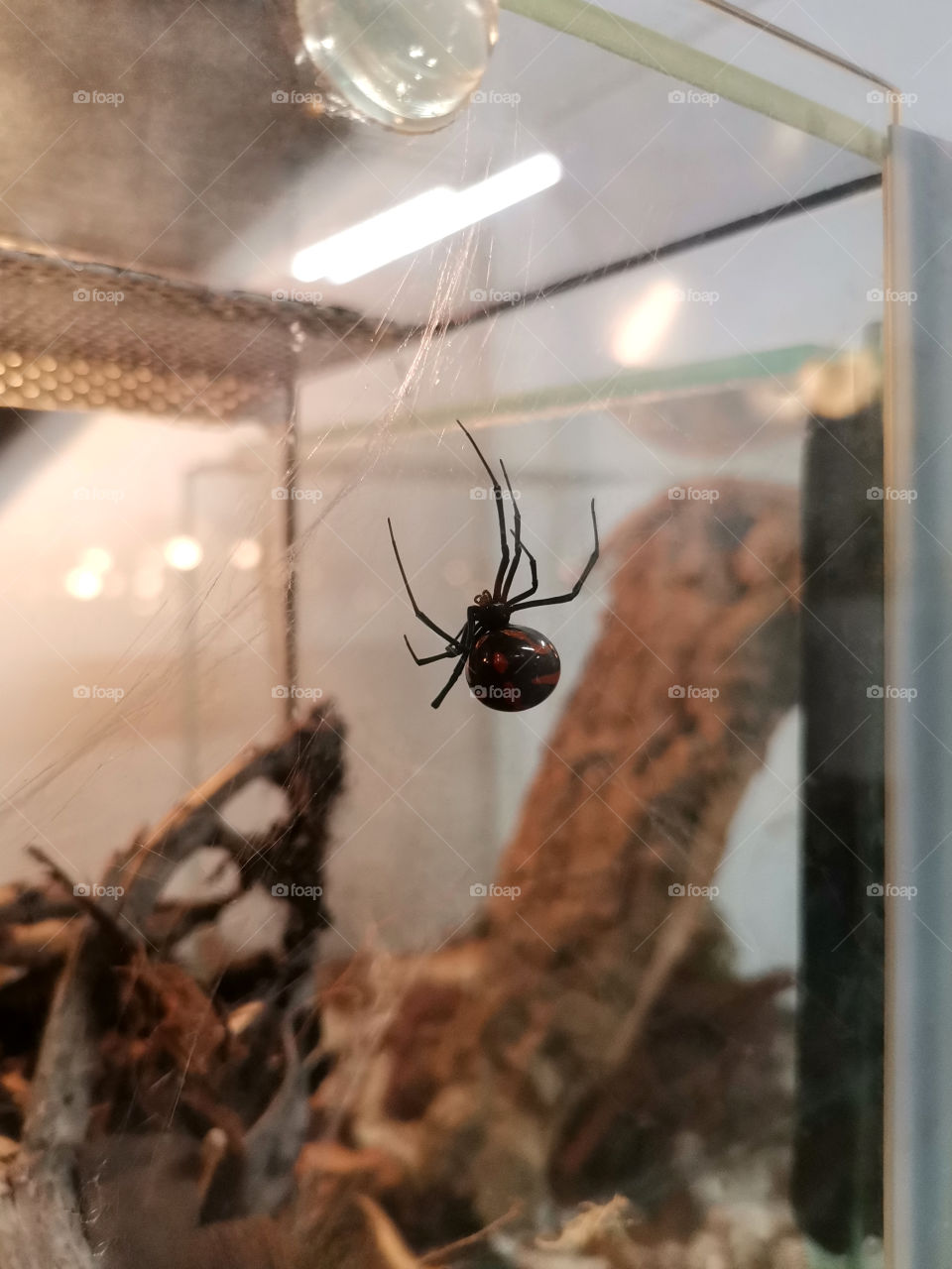 ⬛  Black Widow
⚫  Latrodectus Mactans
♡  A Species of Poisonous Spider from the Family of the Theridiidae