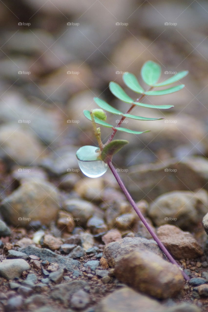 The beginning of monsoon be like.. The drop stuck to the leaf of the tiny plant