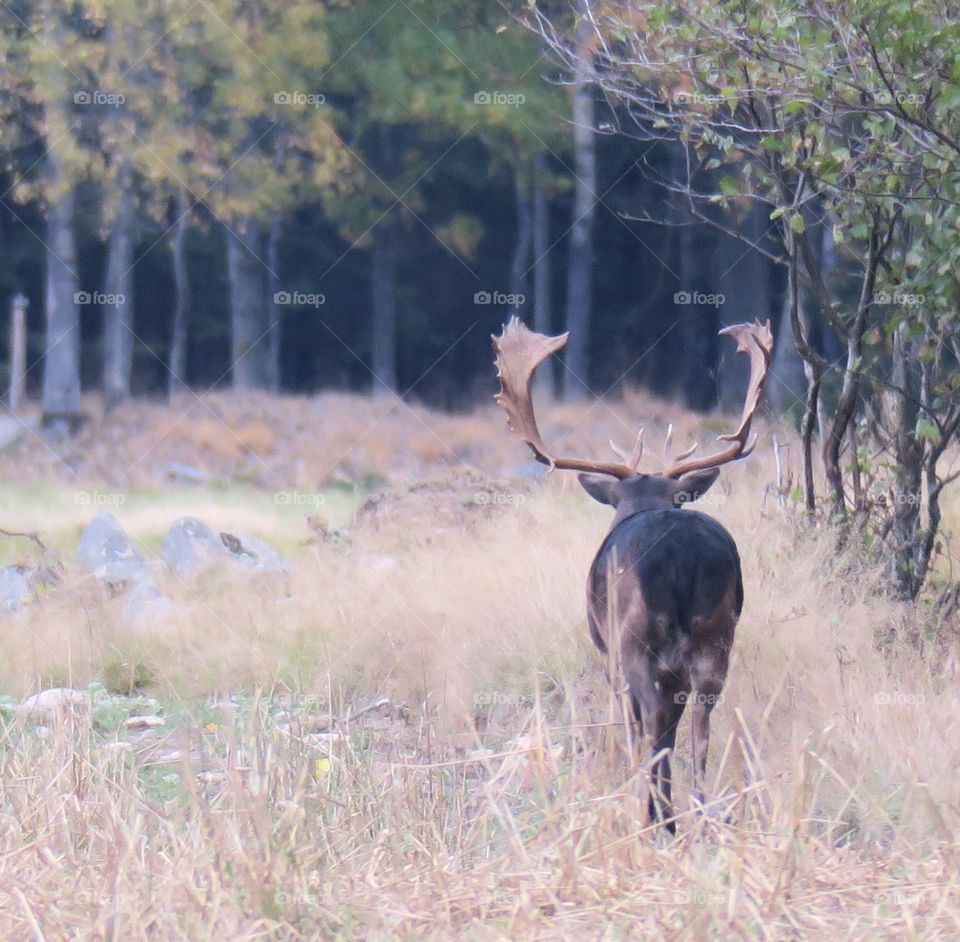 Red deer 