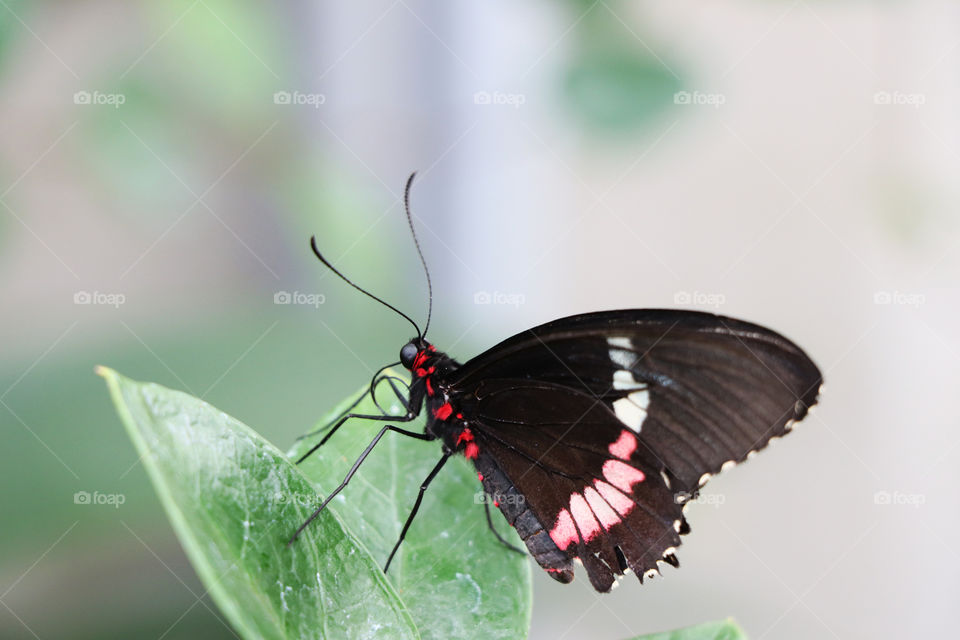 Butterfly sitting on a leaf