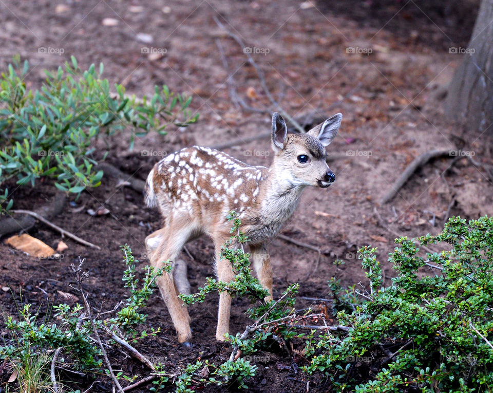 Spring Fawn