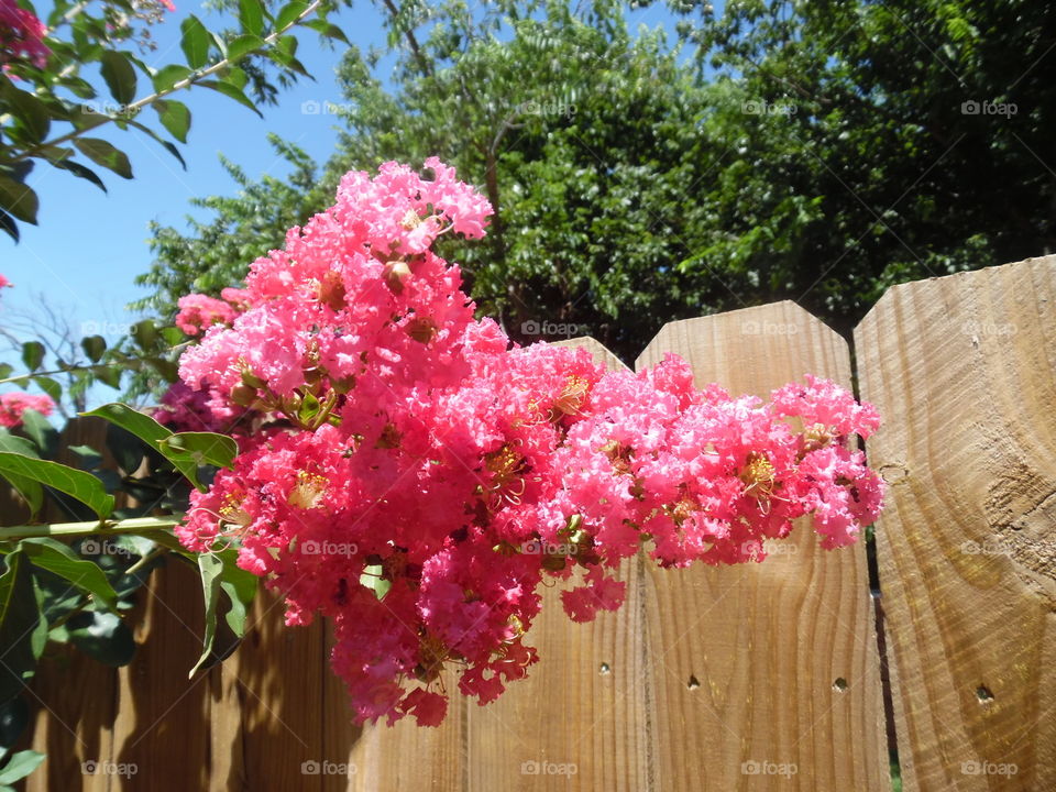 Craig Myrtle 🎄. This is another picture of the same Craig Myrtle 🎄