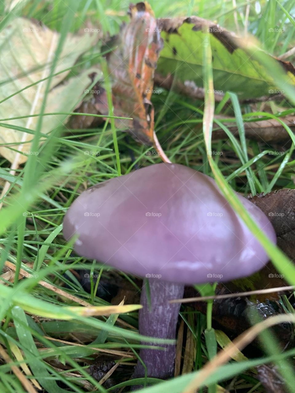 Strange colours of autumn 