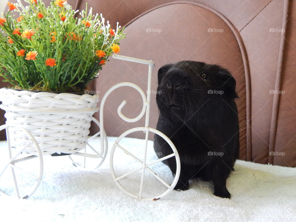 Bicycle guinea pig