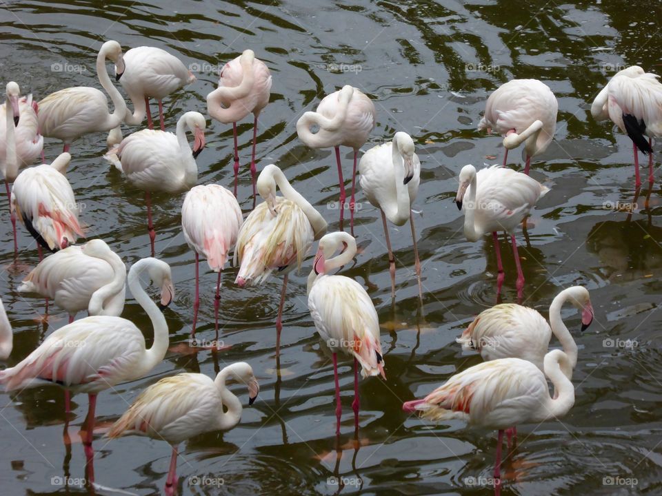 Flamingos 