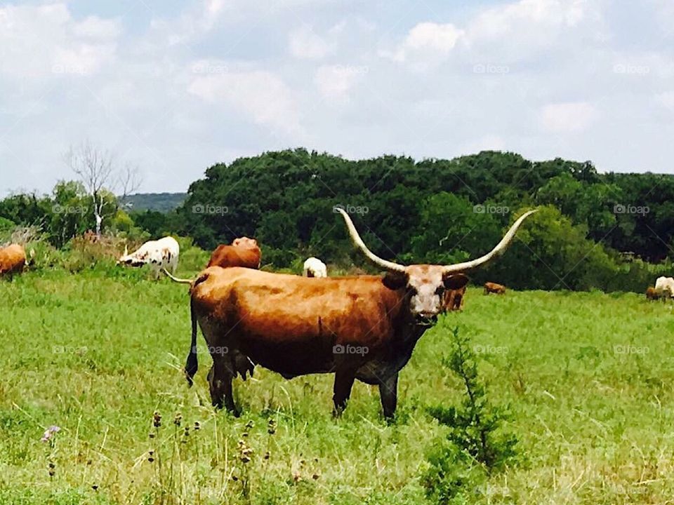 Longhorns at pasture 