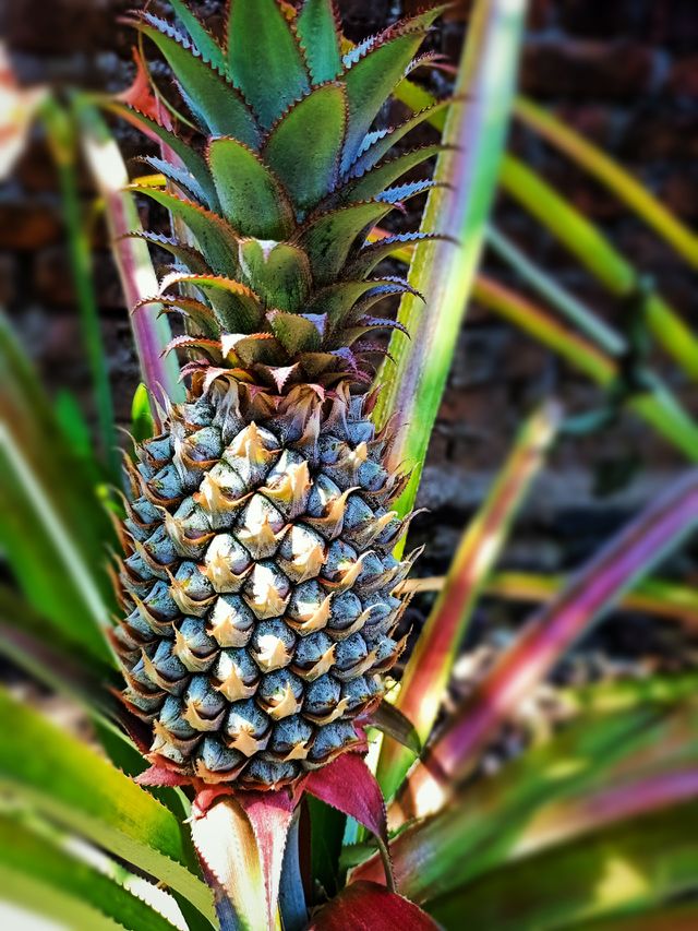 pineapple