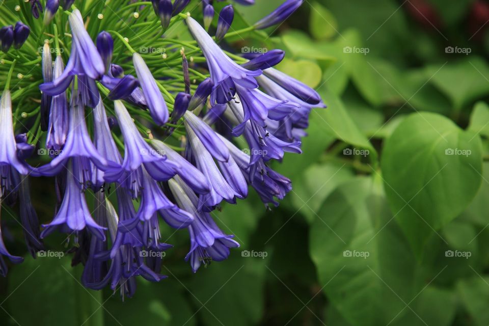 Flowers, purple 