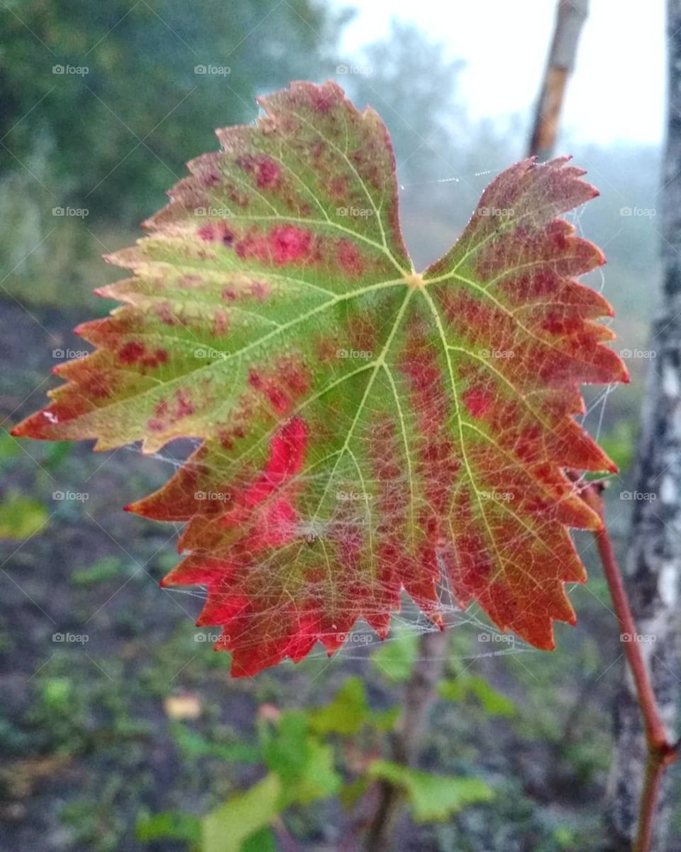 Autumn leaf with dew and spider web.